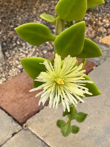 preview Aptenia haeckeliana (A.Berger) Bittrich ex Gerbaulet